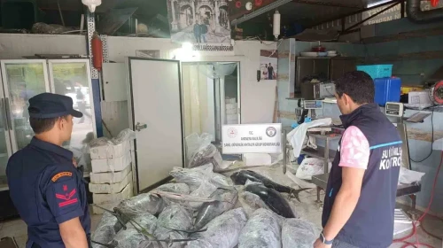 Antalya'da avlanması ve satışı yasak 603 kilogram balığa el konuldu