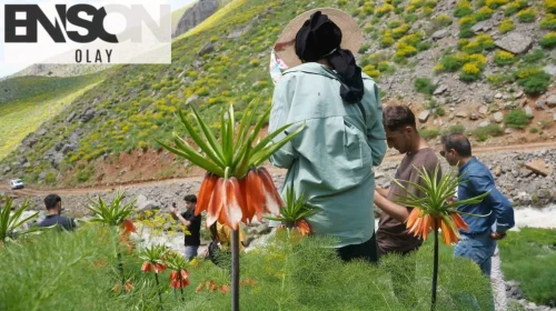 Şırnak’ta baharın müjdecisi: Seriro Yaylası’nda görsel şölen