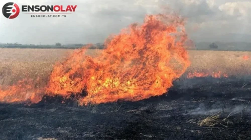 Adıyaman'da elektrik direğinden çıktığı iddia edilen yangın buğday tarlasını küle çevirdi