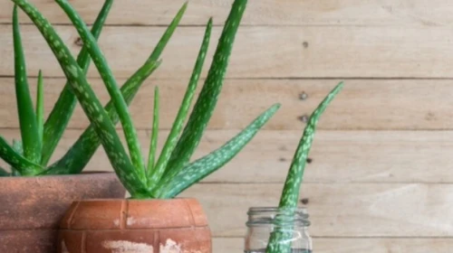 Aloe Vera Bitkisinin Pratik Yollarla Çoğaltılması Hakkında Bilinmesi Gerekenler