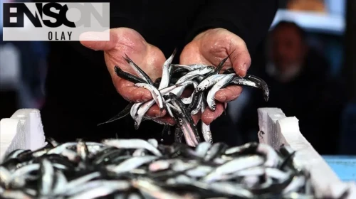 Türkiye'nin hamsi ihracatı rekor seviyede, 7,3 milyon doları aştı!