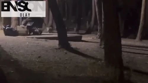 Aç kalan yaban domuzları Nilüfer Kent Ormanı'nda yiyecek aradı