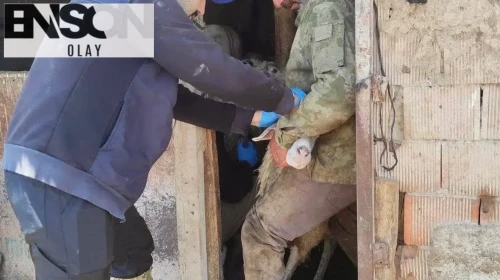 Bolvadin'de küçükbaş hayvanlara yönelik aşılama ve küpeleme çalışması