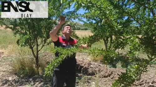 Ağın'da badem bahçelerinde hastalık ve zararlı kontrolü