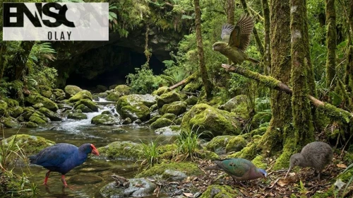 Yeni Zelanda'da Kayıp Dünya Keşfedildi! Bilim İnsanları Şaşkın