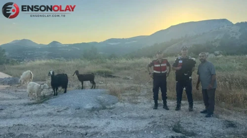 Bilecik'te kayıp 9 hayvan jandarma tarafından bulundu