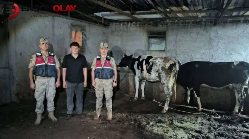 Kilis’te kaybolan büyükbaşlar jandarma tarafından bulundu