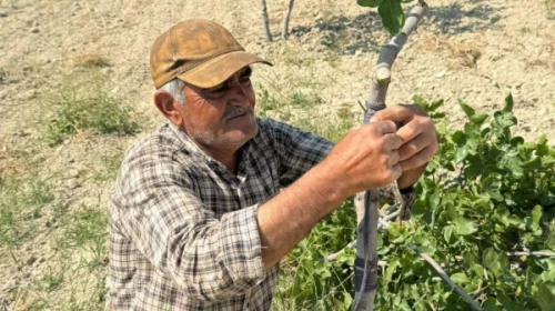 Şanlıurfa'da fıstık ağaçlarına kalem aşısı yapılacak haberler başladı