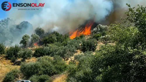 Söke’de yol kenarındaki yangın zeytinlik alana sıçradı