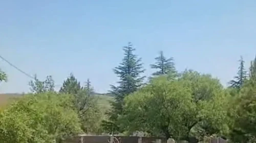 Tarihin kalbinde sürpriz misafirler: Harput’ta dağ keçileri mezarlıkta görüntülendi