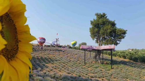 Kadirli'de 5'inci geleneksel lavanta festivali için hazırlıklar tamamlandı