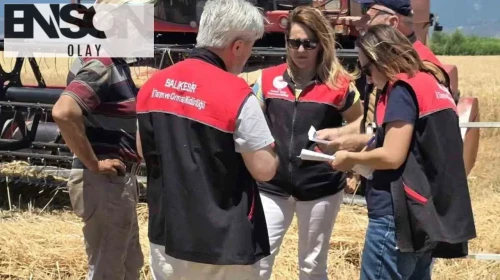 Edremit’te buğday hasadı coşkusu başladı: Tarlalar bereketle doluyor