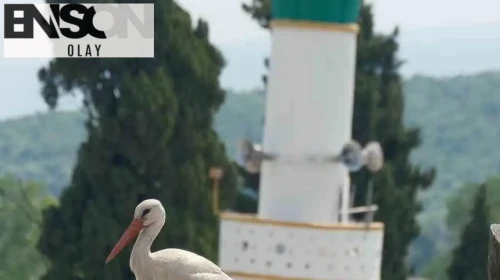 Bursa’nın leylek şehri: Karaoğlan Mahallesi'nde 37 yuva
