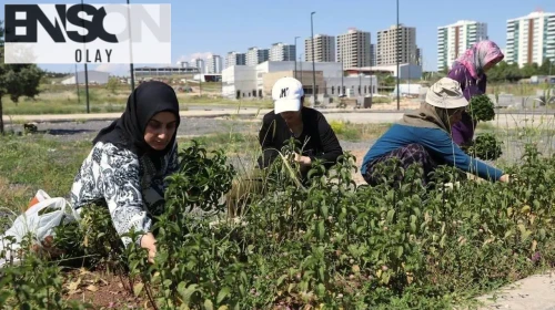 Toprağa dokunan eller geleceği yeşertti: Diyarbakırlı kadınlar şifa dolu hasatla buluştu