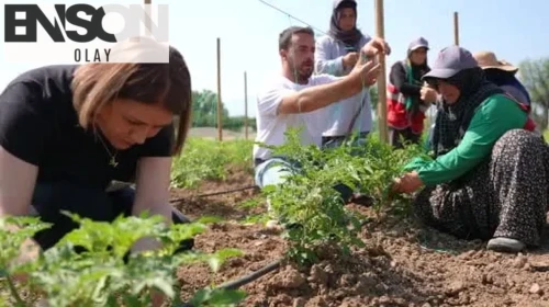 Düzce'de ata tohumu üretimi büyüyor