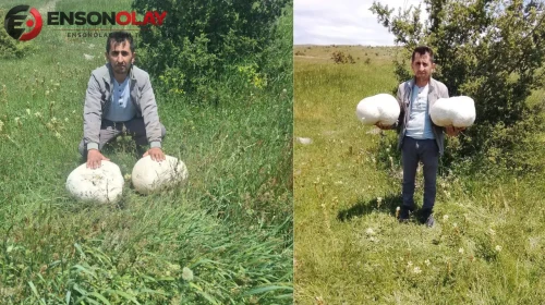 Sivas'ta 20 kiloluk dev mantar bulundu