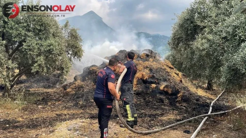 Osmaniye’de bahçedeki binden fazla saman balyaları yandı : 15 zeytin fidanı zarar gördü