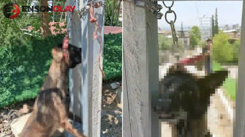 Böyle bir vahşet görülmedi! Avludan çaldıkları köpeği elektrik direğine astılar