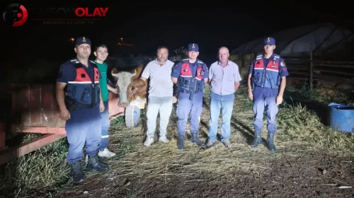 Bilecik’te kaybolan büyükbaş hayvan, jandarma ekipleri sayesinde güvenli bir şekilde bulundu