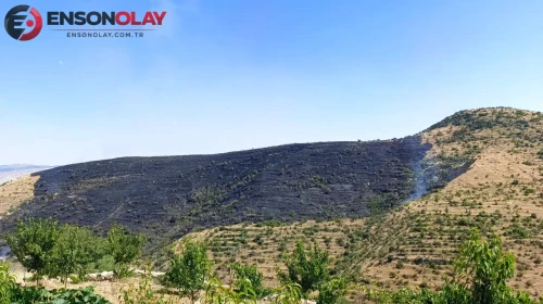 Afyonkarahisar'daki yangında 150 hektar alan küle döndü