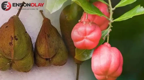 Türkiye'nin Damakları Şimdi de Ackee ile Tanışıyor: Dünyanın En Lezzetli Meyvesi Türkiye'ye Geliyor!