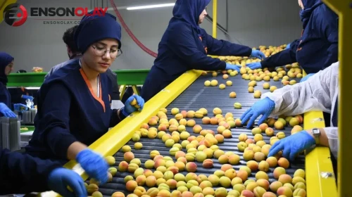 Malatya kayısısında ihracat sezonu başladı : Avrupa’ya sevkiyatlar başladı