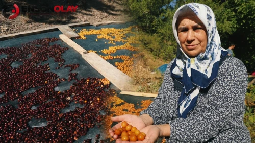 Saimbeyli'de Kirazlar Artık Çöpe Gitmiyor: Geleneksel Yöntemle Kışlık Lezzete Dönüşüyor