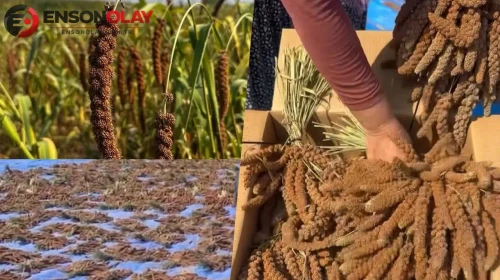 Osmaniye'de ilk kez yetiştirilen dal darı ile ilgili ne biliniyor?