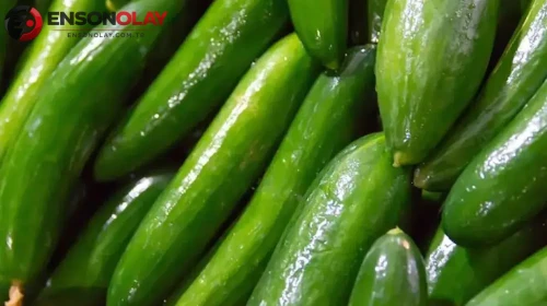 Kuruyan Salatalıkları Değerlendirmenin Püf Noktaları!