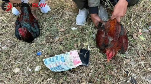 İstanbul’da Hayvanları Koruma Derneği baskını : Horoz dövüşü ve kumar ortaya çıktı