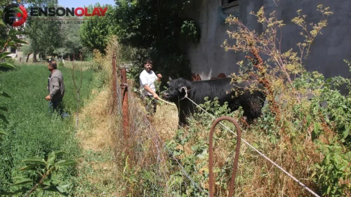 Sivas'ta kaçan angus, şehri birbirine kattı! İki saatlik heyecan dolu kovalamacanın ardından son buldu