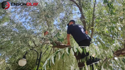 Sivas'ın Şarkışla ilçesinde, ağaçta sıkışan çocuk, hızla müdahale eden itfaiye ekipleri tarafından kurtarıldı