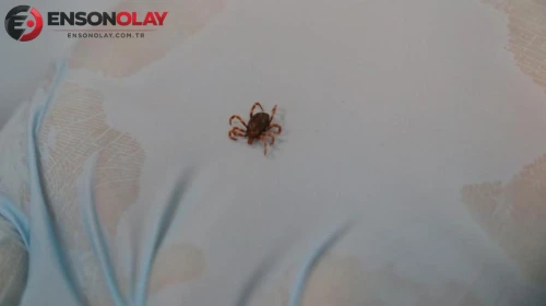 Sivas'ta KKKA bilançosu: Ölü sayısı yükseldi
