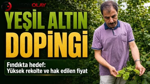 Fındık Üreticileri, Yeni Sezonda Taban Fiyatı Heyecanla Bekliyor