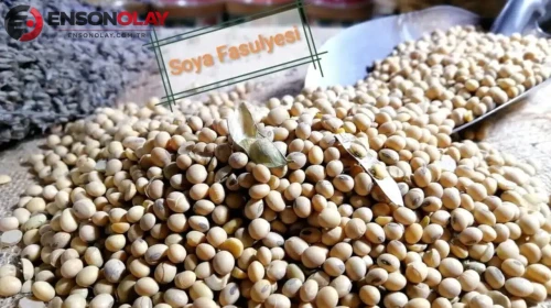 Soya fasulyesi fiyatları neden rekor seviyeye ulaştı?