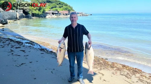 Sinop'ta balıkçıların yüzü güldü : 8,5 kiloluk kötek balığı ağa takıldı