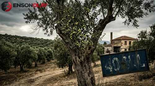 40 yıllık zeytin şirketine bir yıl mühlet! Konkordato süreci başladı
