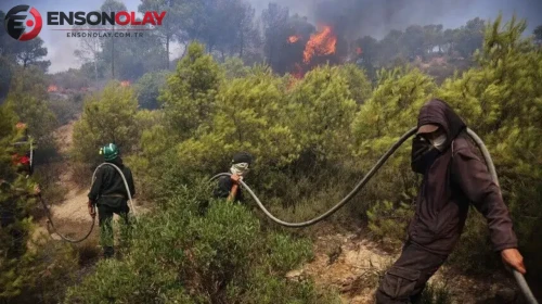 Cezayir’de orman yangını faciası : 12 kişi hayatını kaybetti