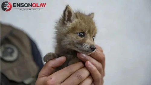 Tokat'ta 20 metrelik çukura düşen tilki yavrusu kurtarıldı