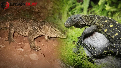 Tam bir aydır korku saçıyor: Kabus bir fotoğrafla başladı… Zehirli kertenkele aranıyor