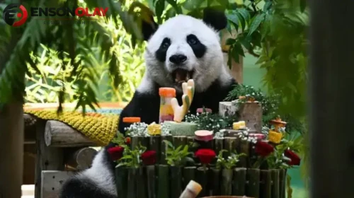 Çin'de dev panda Xing Mei'nin 15'inci yaş günü kutlandı
