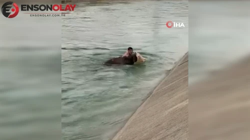 Diyarbakır'da su kanalına düşen ineği kurtarma operasyonu