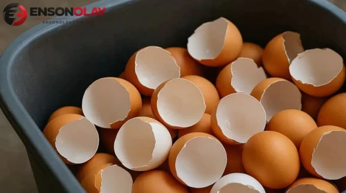Yıllardır Çöpe Atıyorduk! Yumurta Kabuklarının Bu Kullanım Alanlarını Öğrenince Biriktirmek İsteyeceksiniz