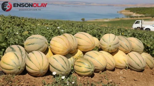 Kavun üreticisinin hasat heyecanı başladı ! Elazığ'da sezon beklentisi açıklandı