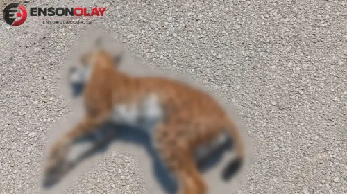 Ender görülen bir vaşak, kaza sonucu hayatını kaybetti!