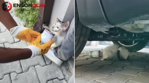 Adapazarı'nda bir kedinin kafasına sıkışan konserve kutusu itfaiye ekipleri tarafından kurtarıldı