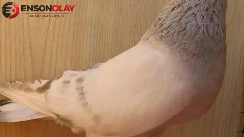 Şebap güvercinlerinin fiyatı neden bu kadar yüksek? Sebepleri neler?