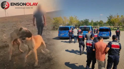 Sosyal medya bu görüntüleri konuşmuştu: Köpekleri dövüştüren üç zanlı gözaltına alındı
