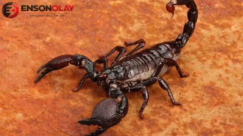 Kanser tedavisi için ilaç üretiminde hangi hayvan kullanılacak?