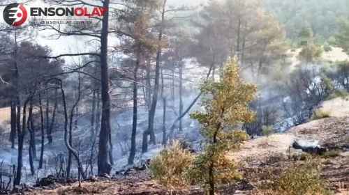 Marmaris iki gündür yanıyor! Orman yangınına havadan müdahale devam ediyor